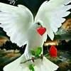 jimale_abdi